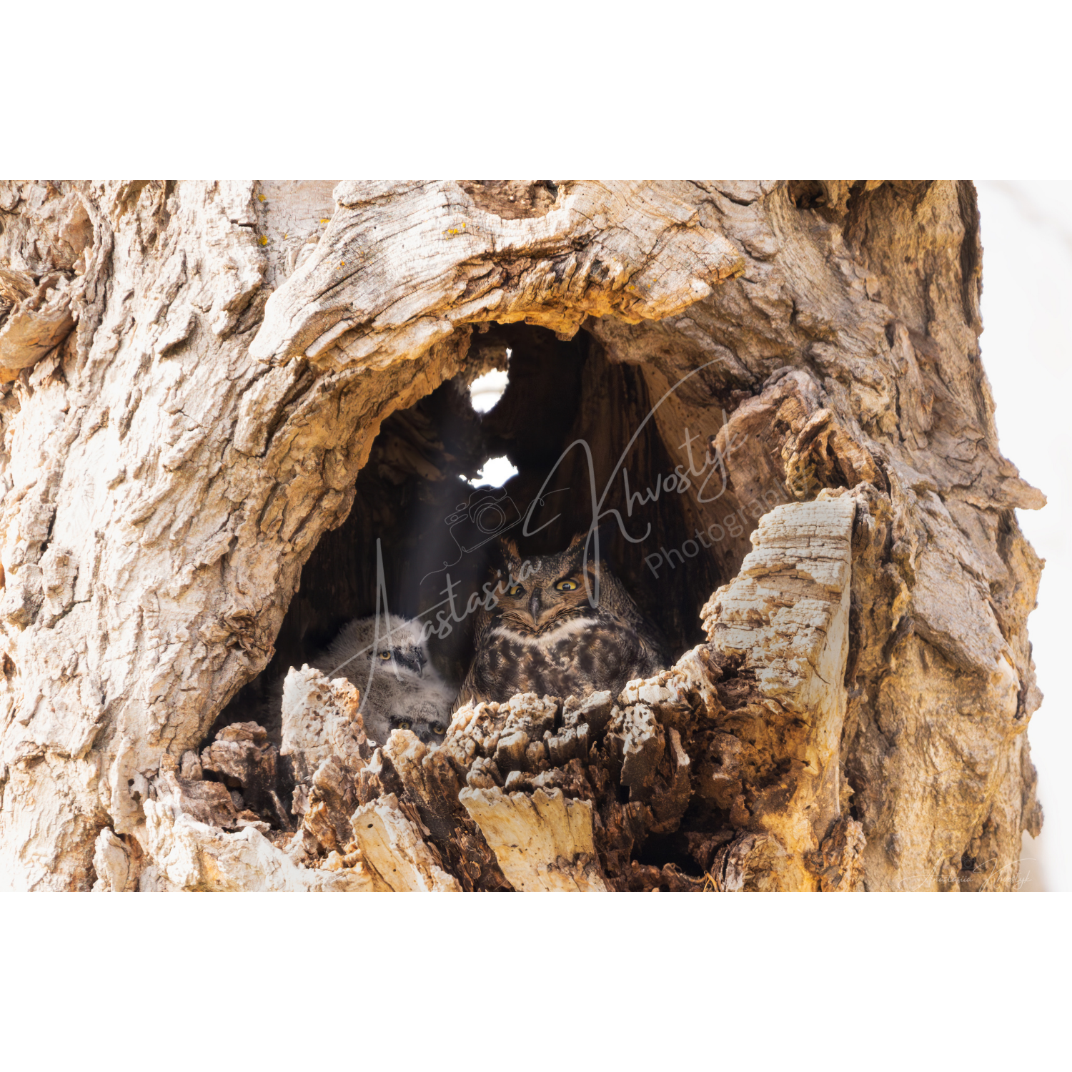 Great Horned Owl Nest – Great Horned Owl Nest Fine Art Print