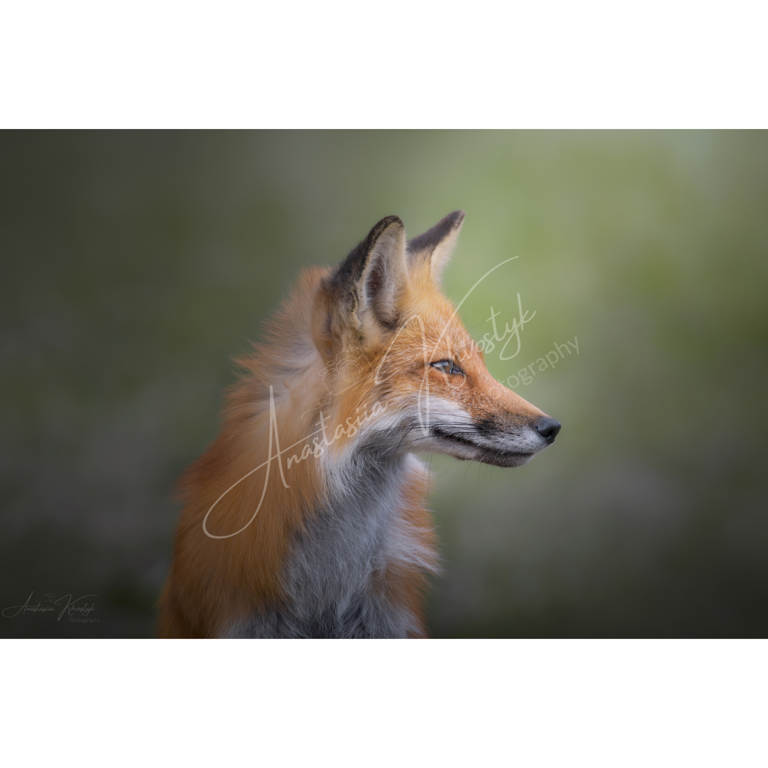 Fox Portrait – Fine Art Print | Red Fox Portrait