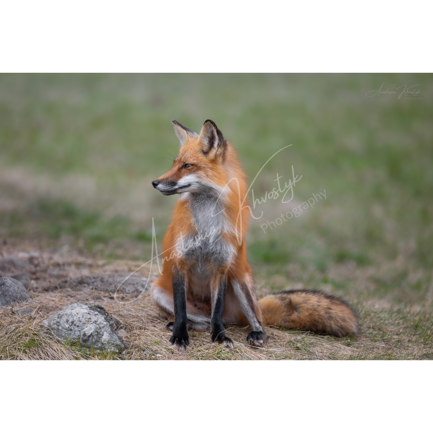 Fox — Fine Art Print of a Red Fox