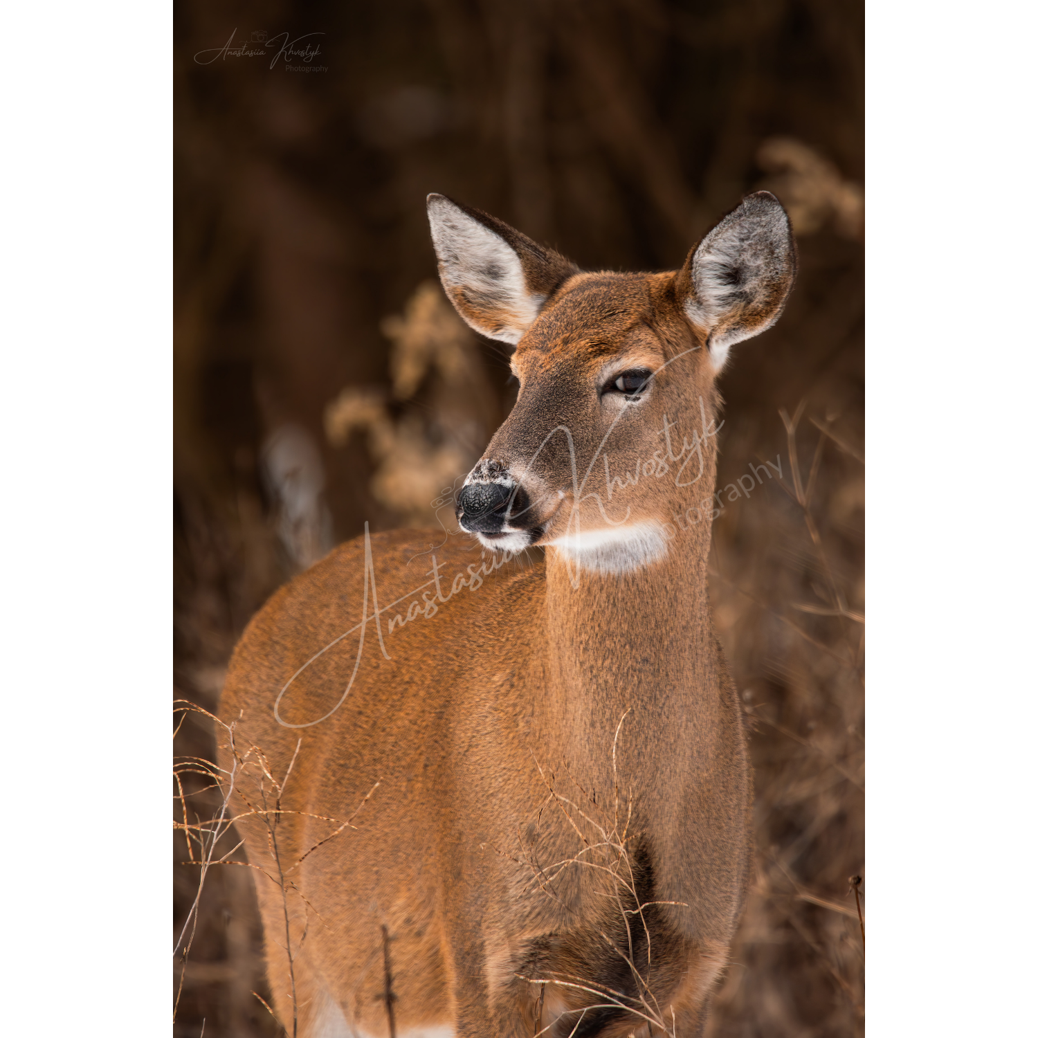 Deer – Fine Art Wildlife Photography Print