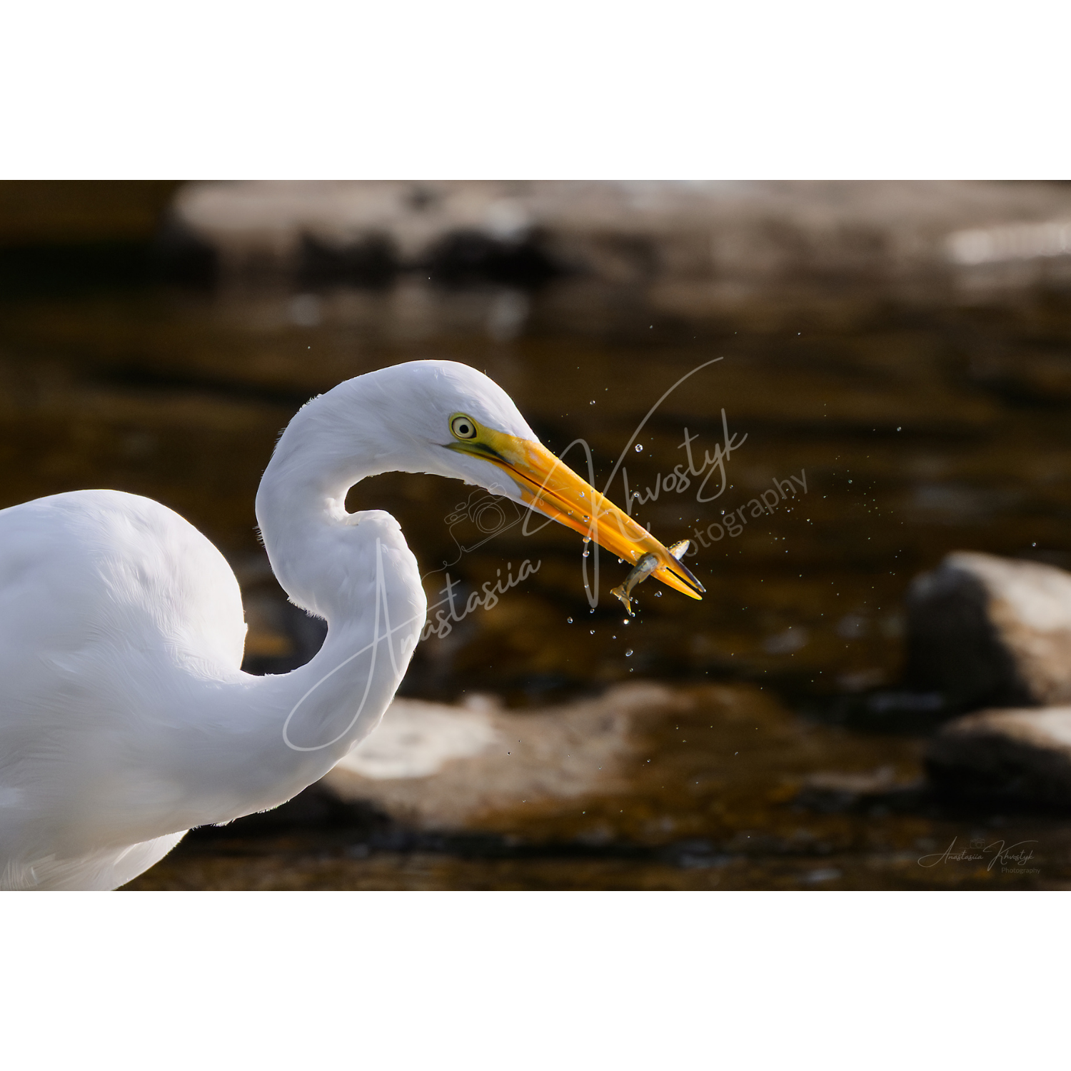 Egret with Fish – Fine Art Print | Great Egret with Catch
