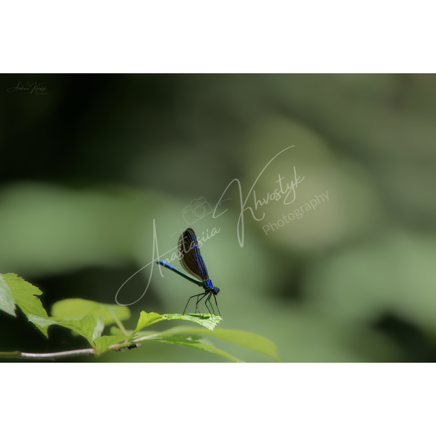 Ebony Jewelwing – Fine Art Print | Ebony Jewelwing Damselfly