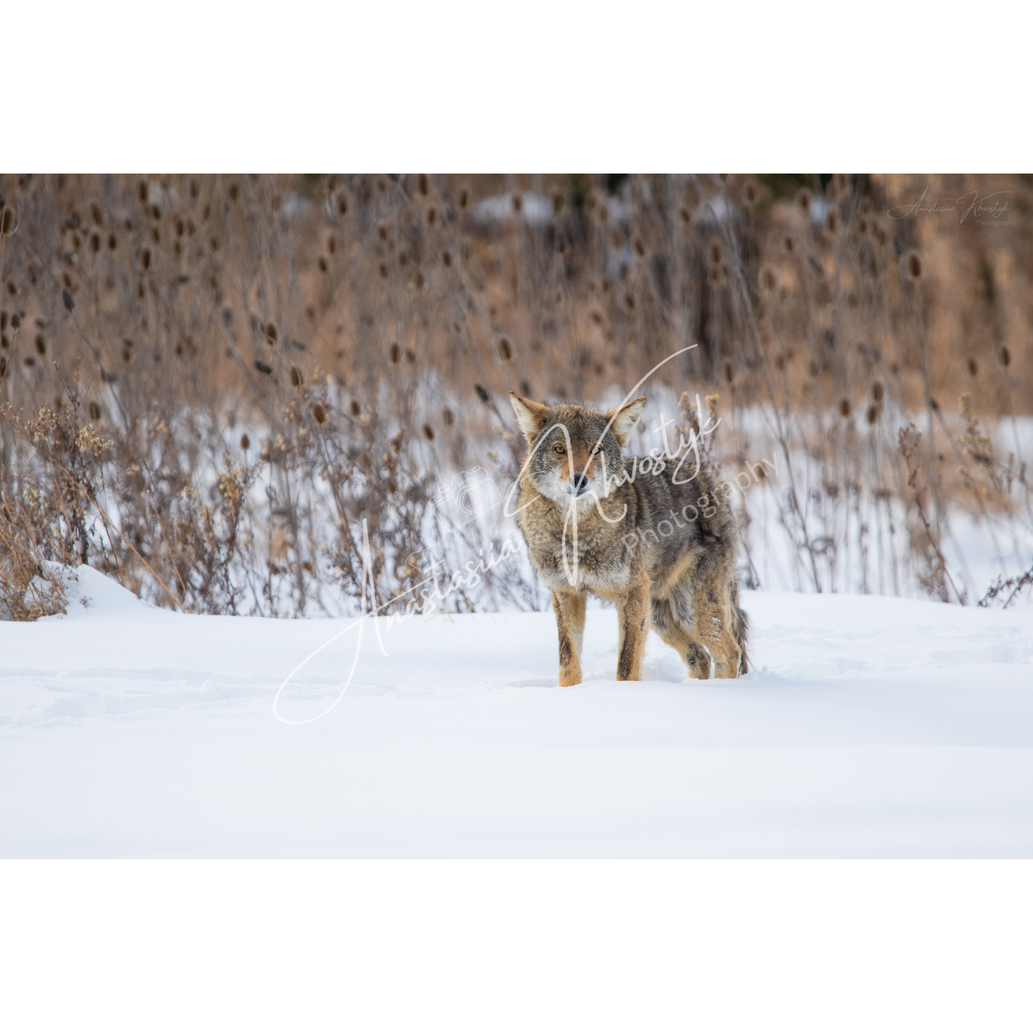 Coyote – Fine Art Wildlife Photography Print