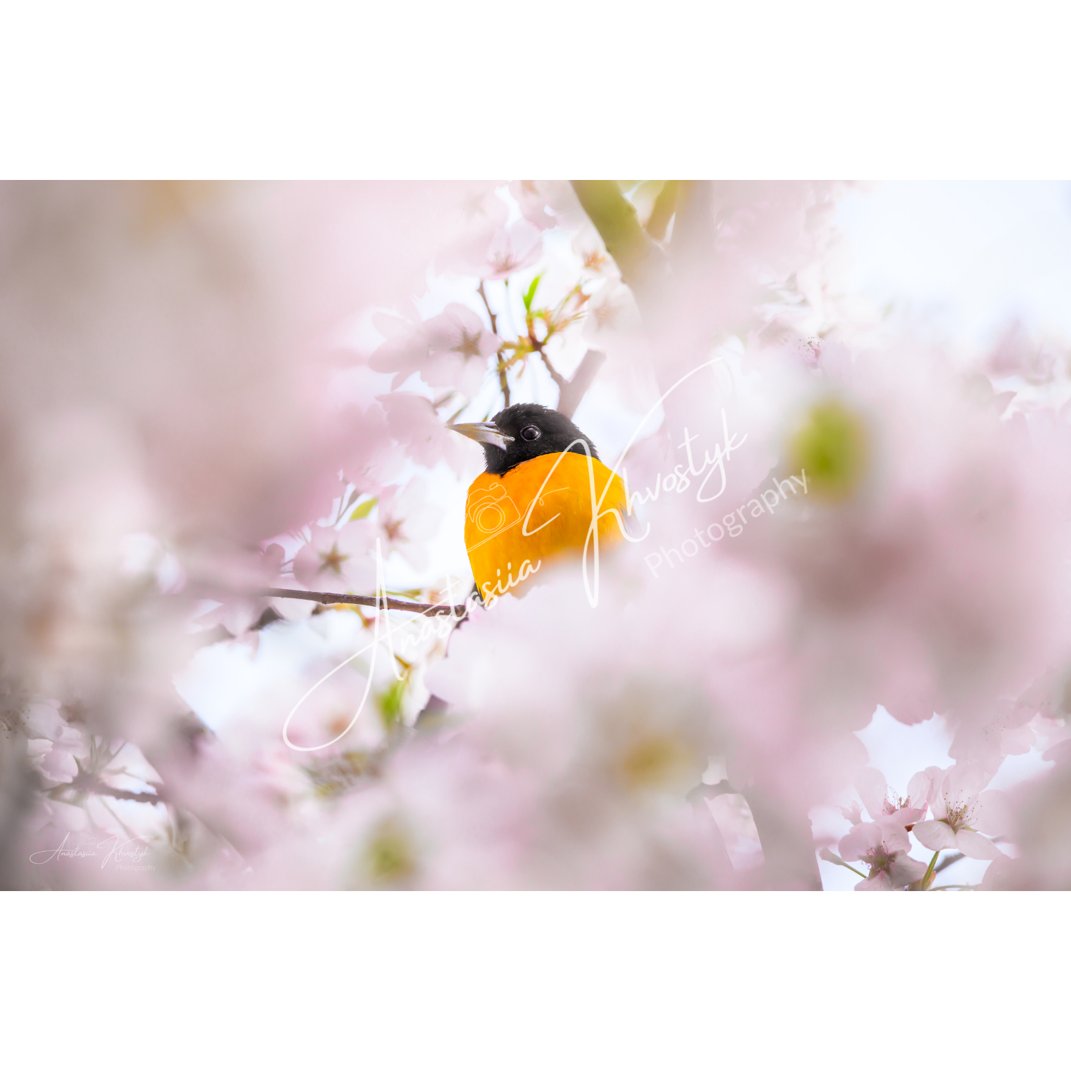 Baltimore Oriole and Cherry Blossom – Fine Art Wildlife Photography Print