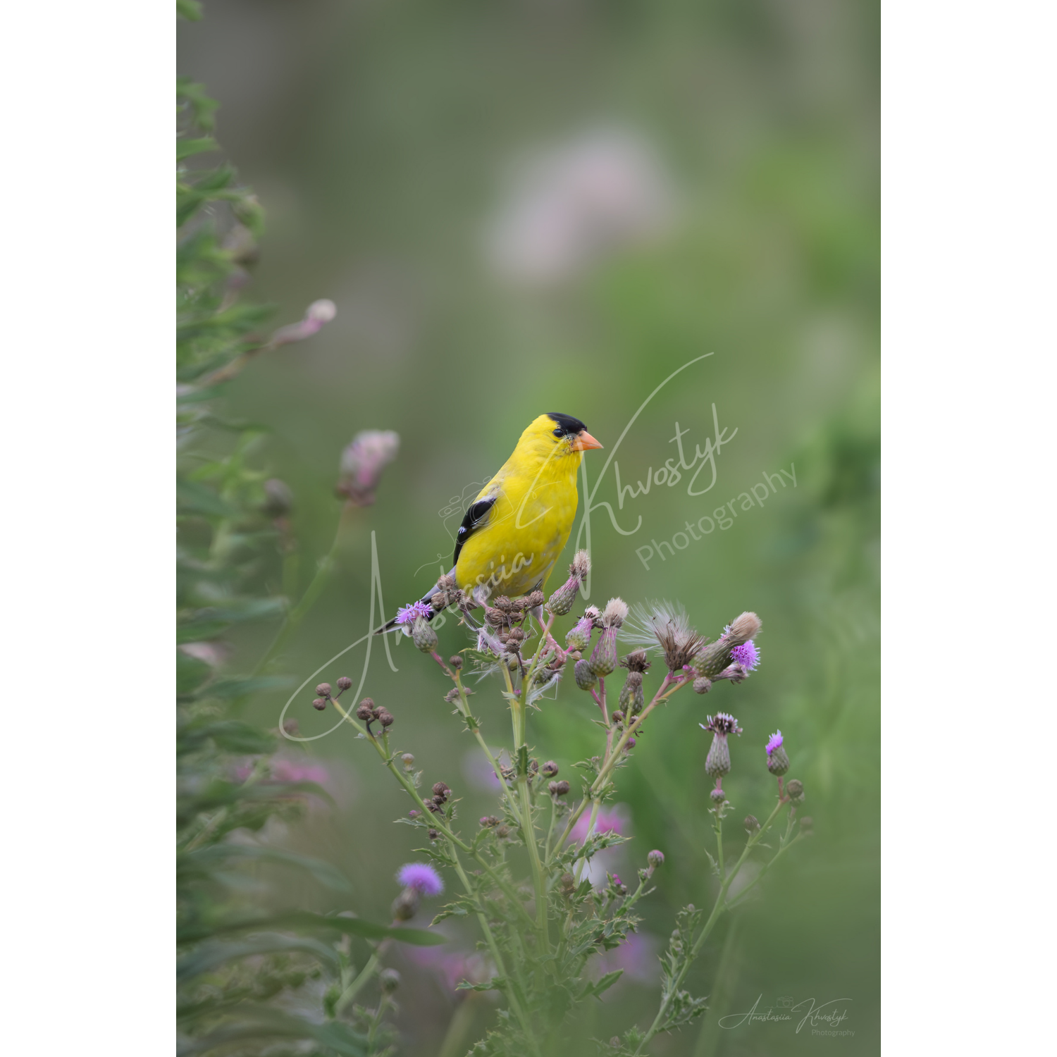 American Goldfinch – Fine Art Wildlife Photography Print