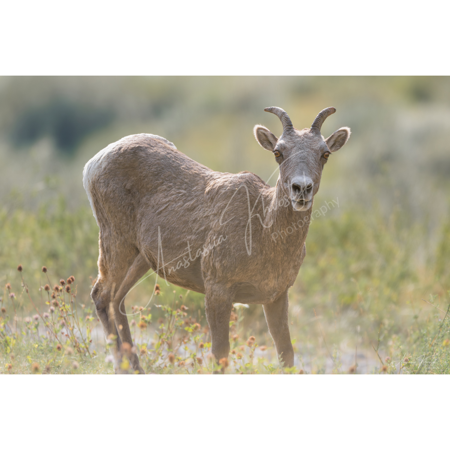 Mountain Sheep – Fine Art Wildlife Photography Print