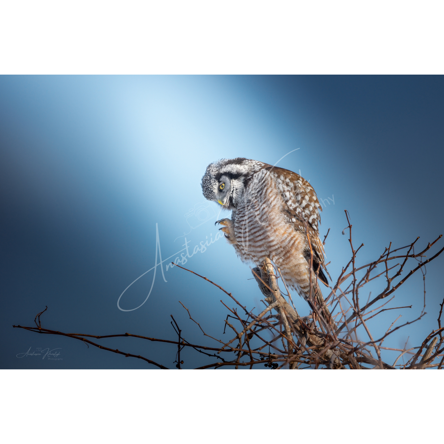 Northern Hawk Owl – Fine Art Wildlife Photography Print