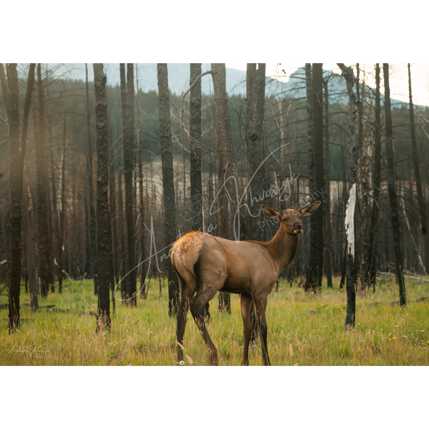 Elk – Fine Art Wildlife Photography Print
