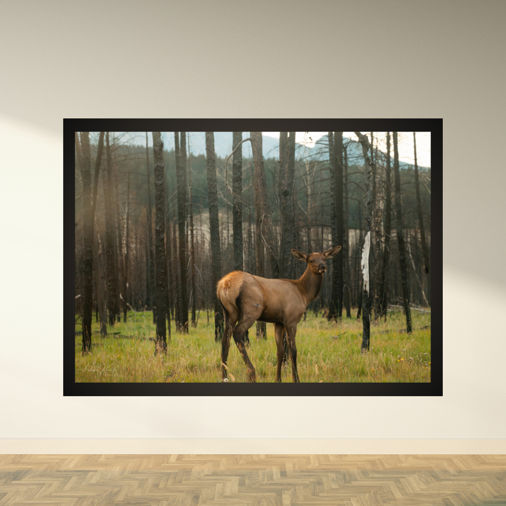 Elk – Fine Art Wildlife Photography Print