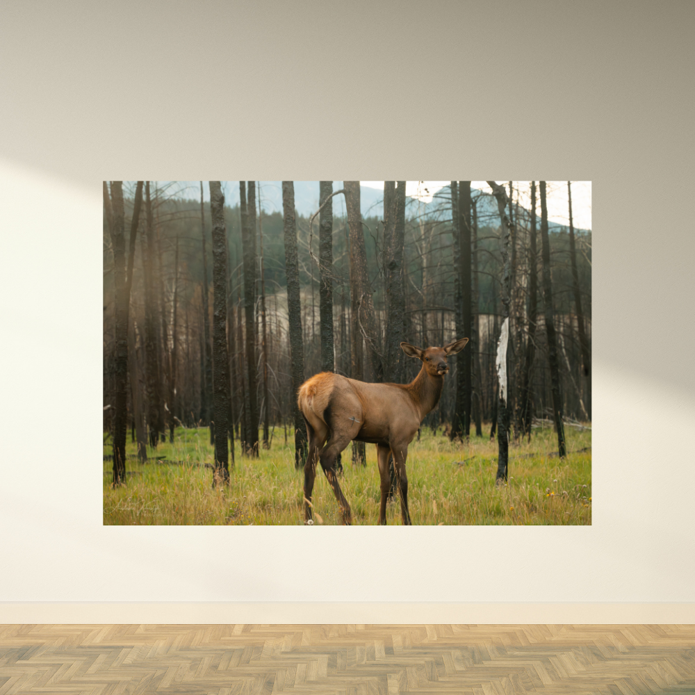 Elk – Fine Art Wildlife Photography Print