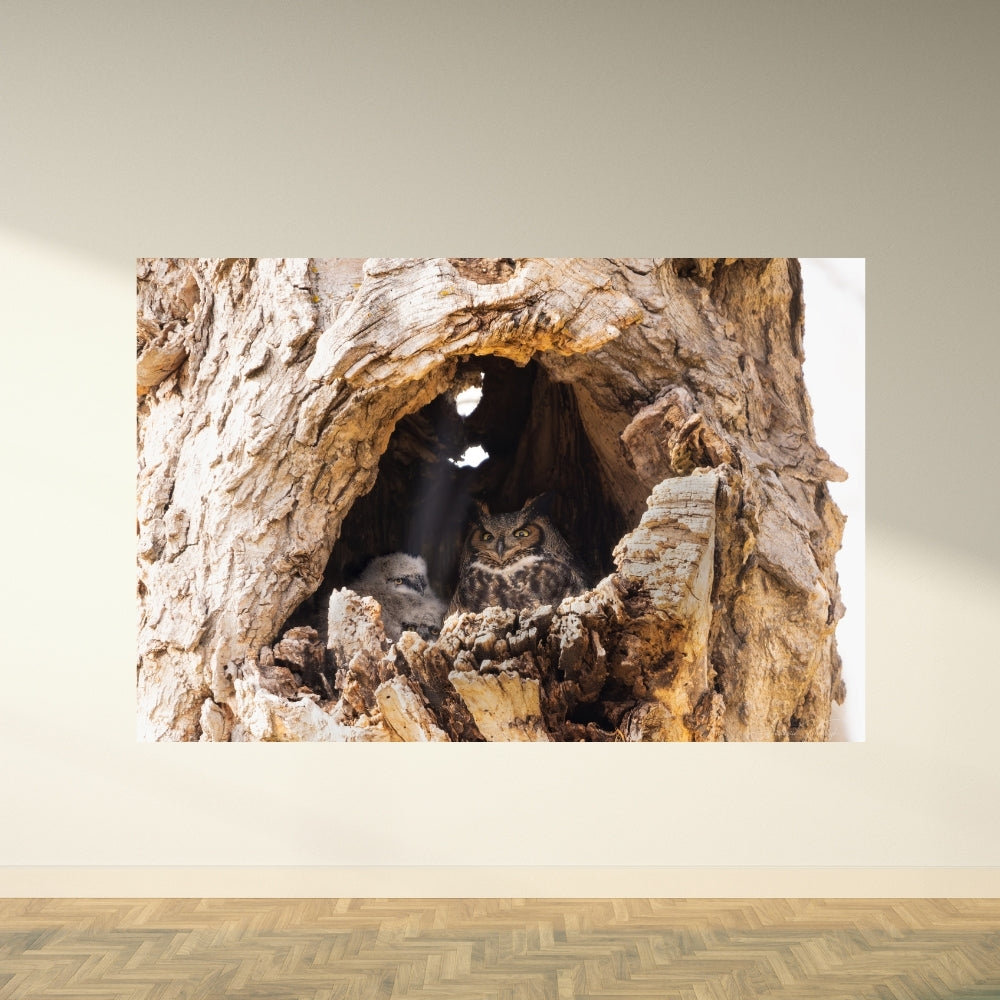 Great Horned Owl Nest – Great Horned Owl Nest Fine Art Print