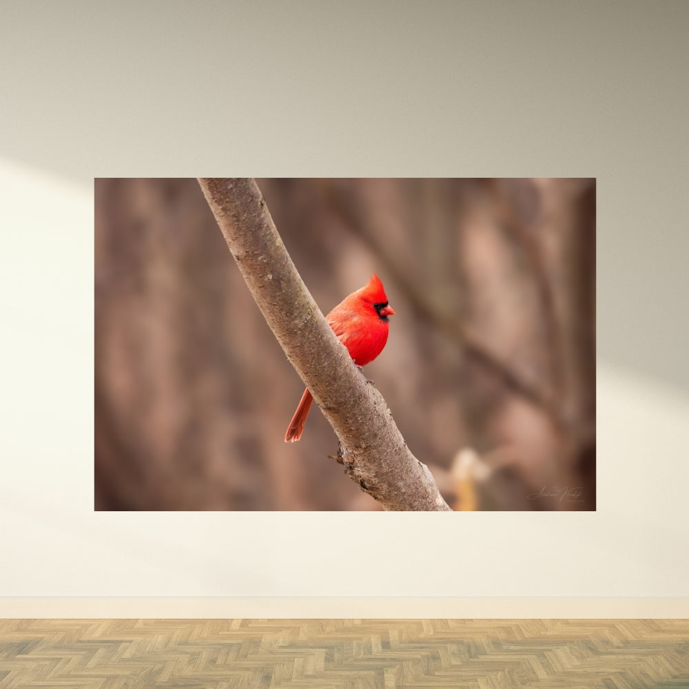 Red Cardinal – Fine Art Print | Vibrant Red Cardinal