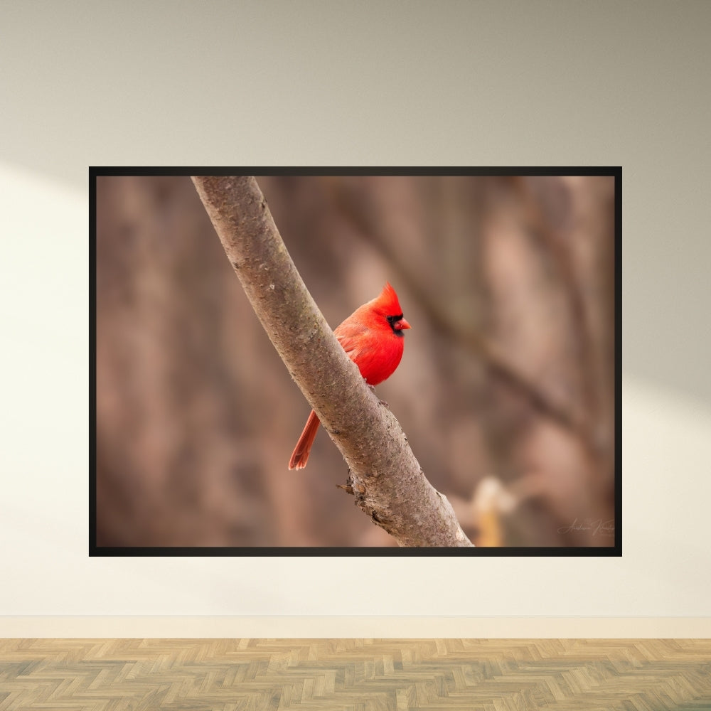 Red Cardinal – Fine Art Print | Vibrant Red Cardinal