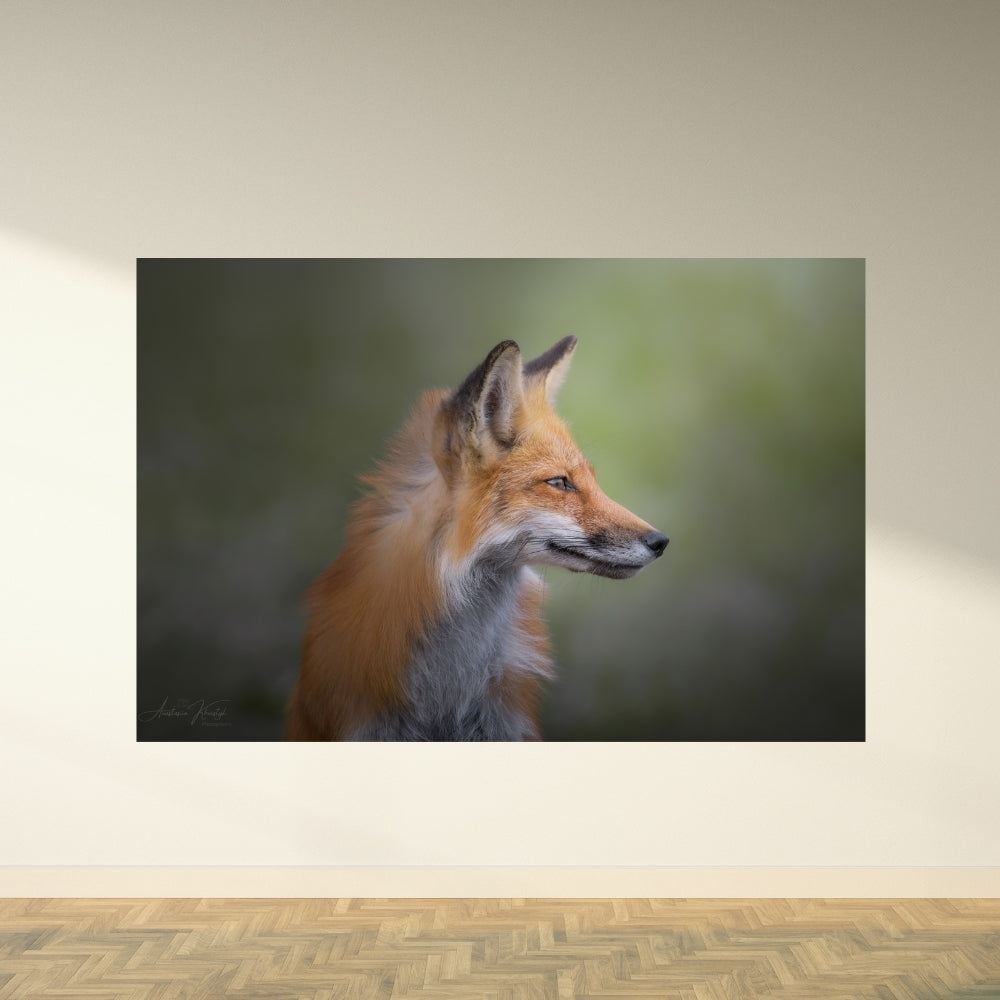 Fox Portrait – Fine Art Print | Red Fox Portrait