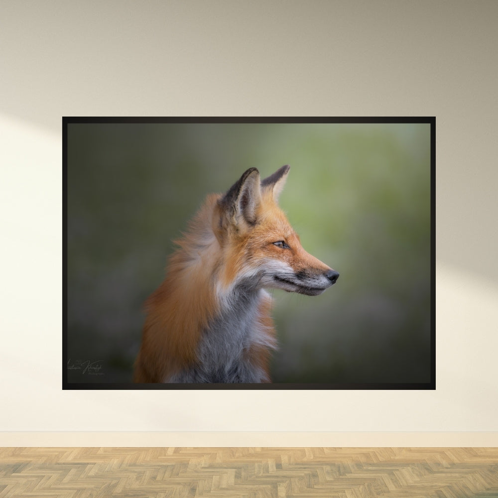 Fox Portrait – Fine Art Print | Red Fox Portrait
