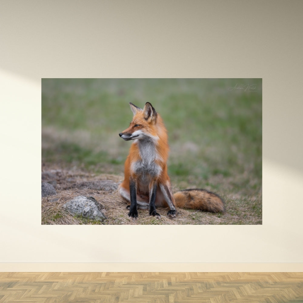 Fox — Fine Art Print of a Red Fox