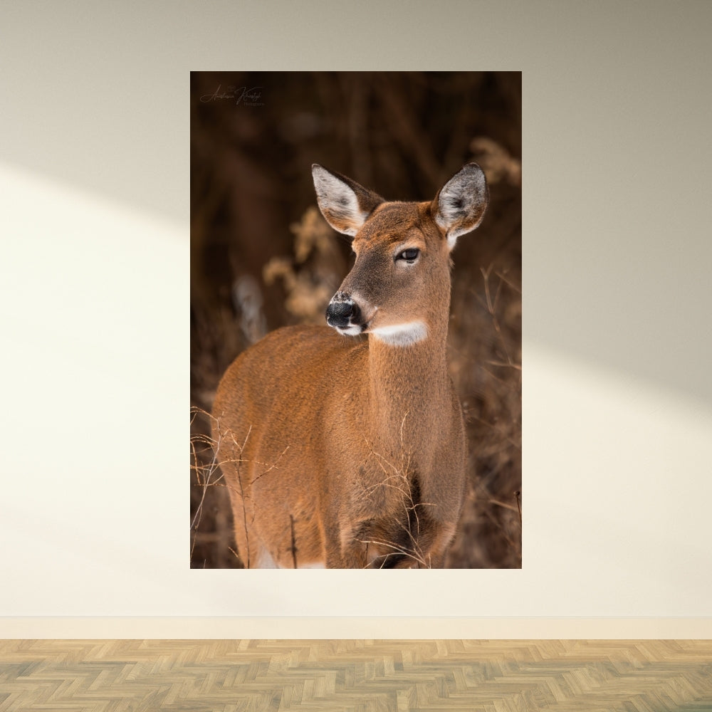Deer – Fine Art Wildlife Photography Print