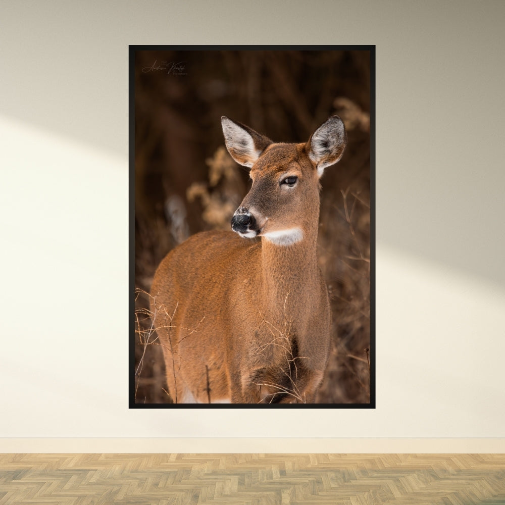 Deer – Fine Art Wildlife Photography Print