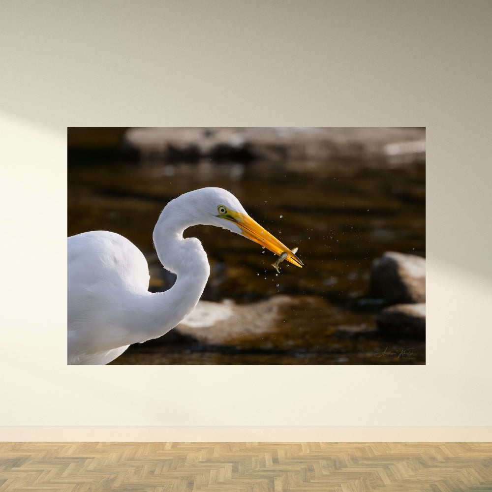 Egret with Fish – Fine Art Print | Great Egret with Catch