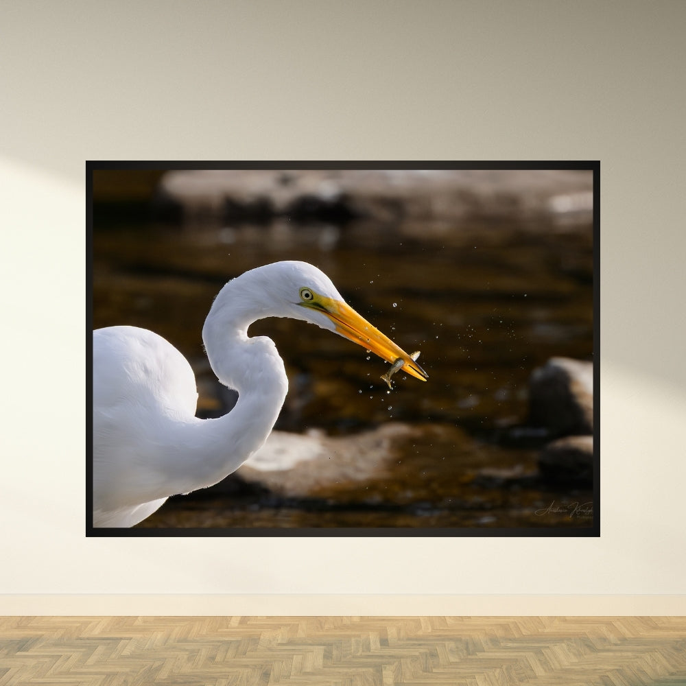 Egret with Fish – Fine Art Print | Great Egret with Catch