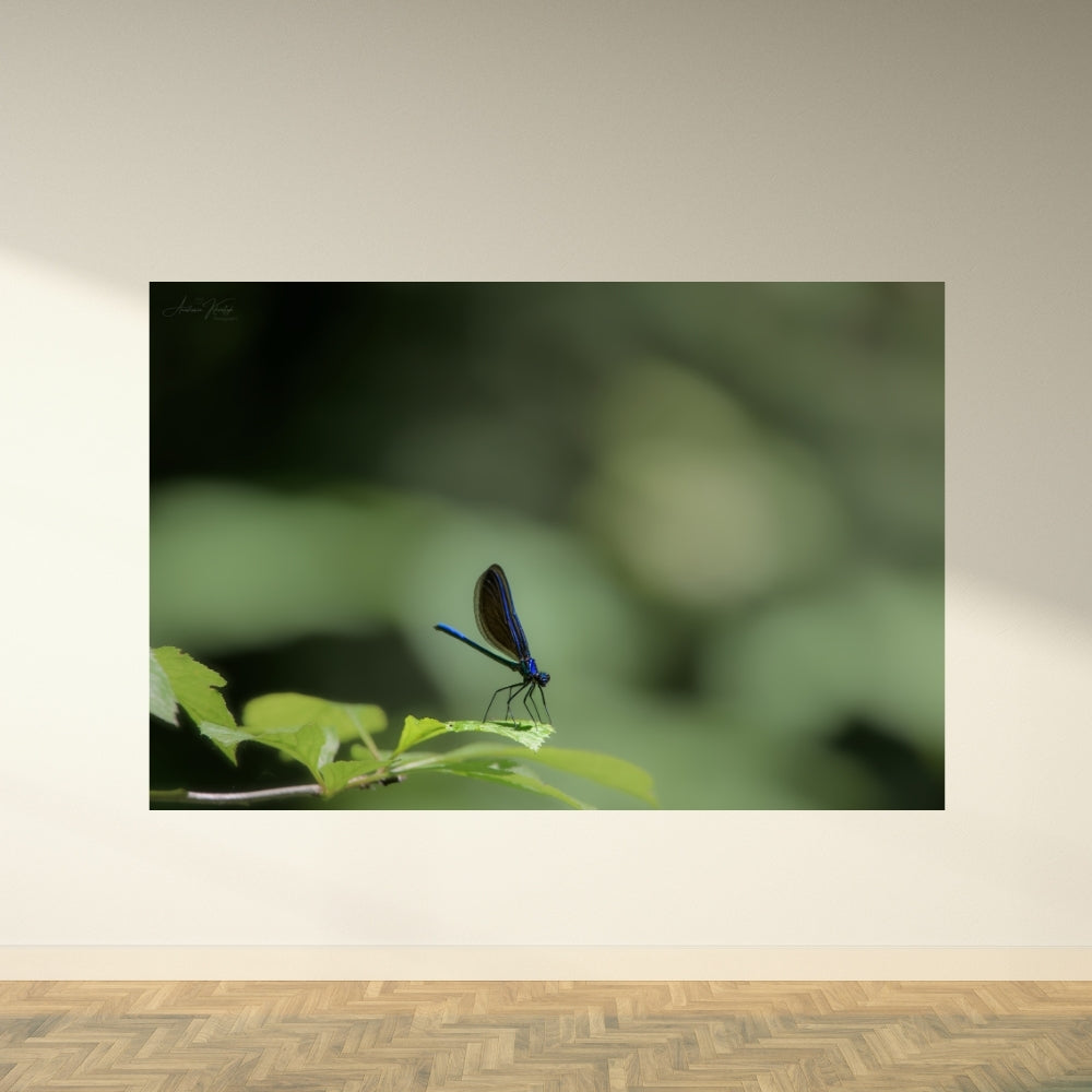 Ebony Jewelwing – Fine Art Print | Ebony Jewelwing Damselfly