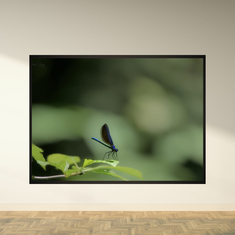 Ebony Jewelwing – Fine Art Print | Ebony Jewelwing Damselfly