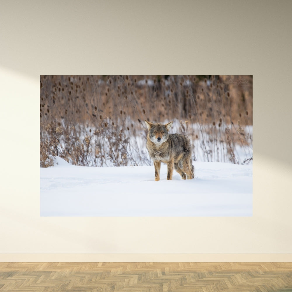 Coyote – Fine Art Wildlife Photography Print