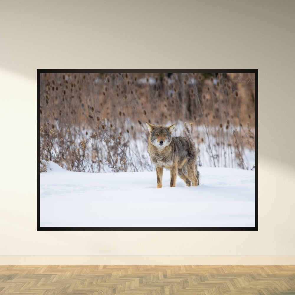 Coyote – Fine Art Wildlife Photography Print