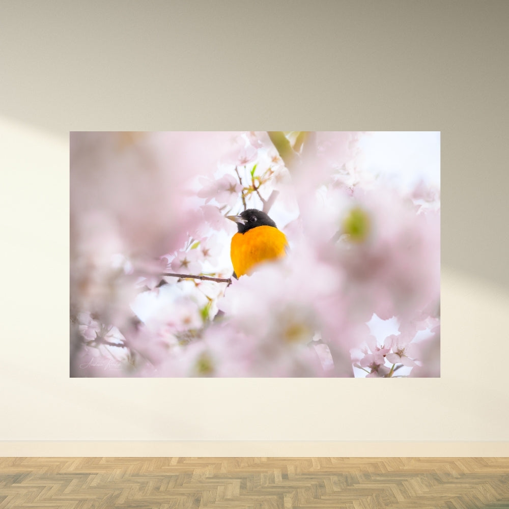 Baltimore Oriole and Cherry Blossom – Fine Art Wildlife Photography Print