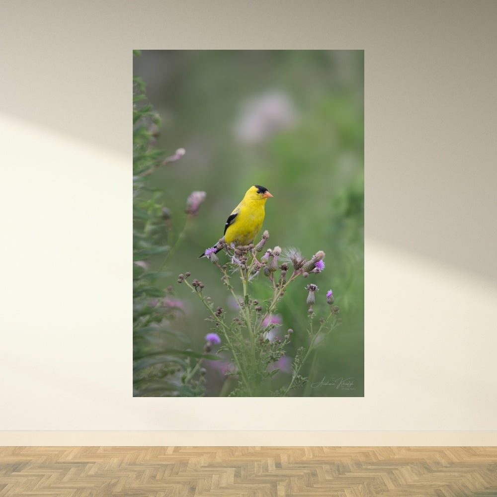 American Goldfinch – Fine Art Wildlife Photography Print