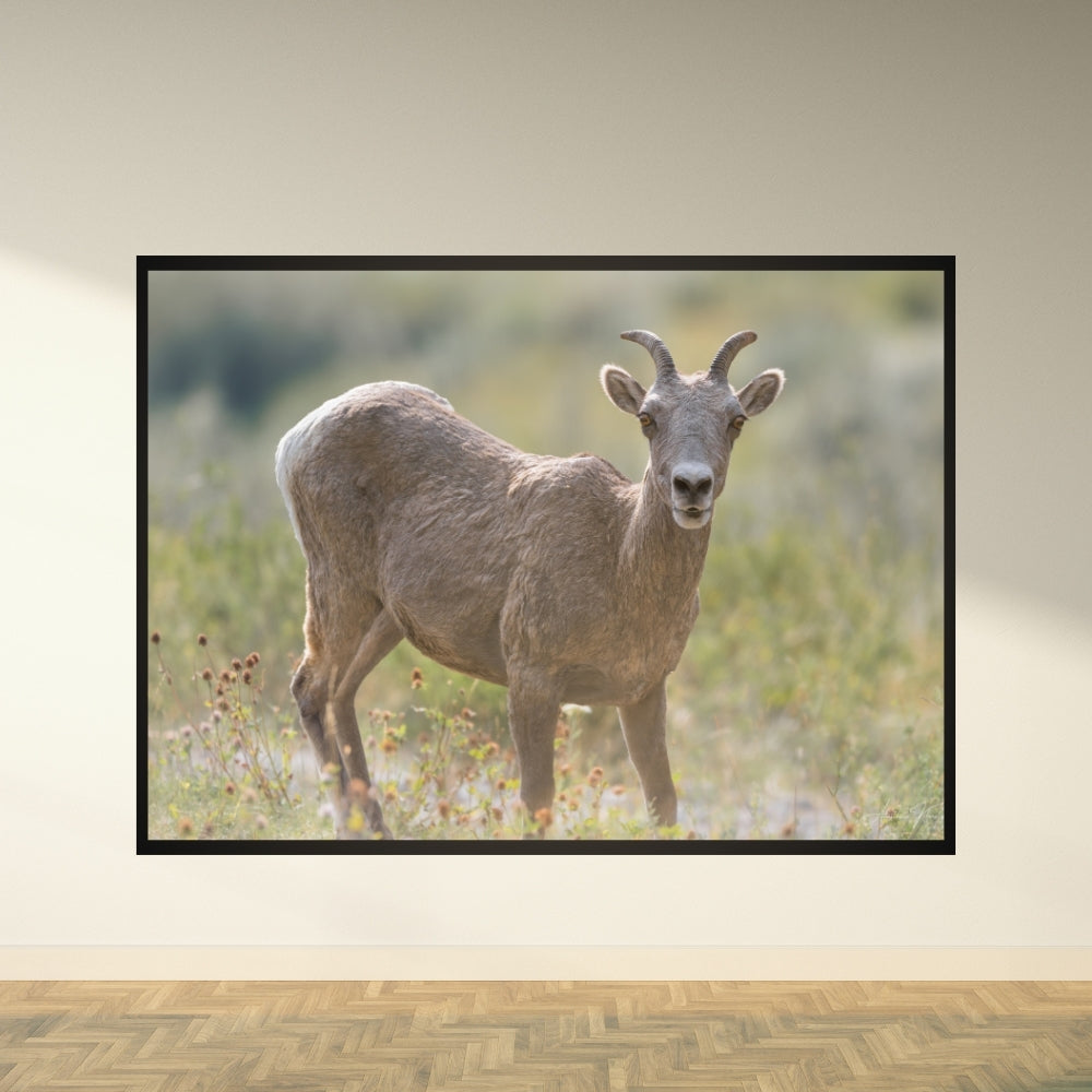 Mountain Sheep – Fine Art Wildlife Photography Print