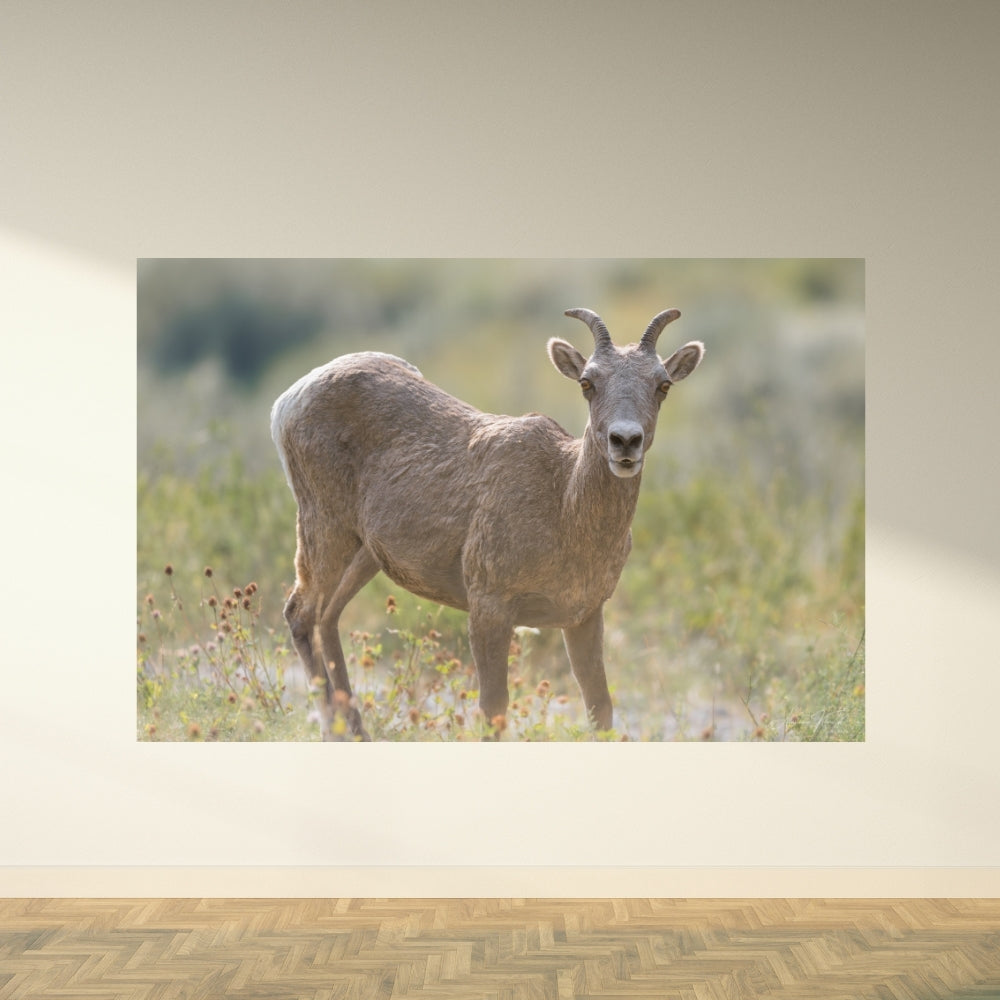Mountain Sheep – Fine Art Wildlife Photography Print