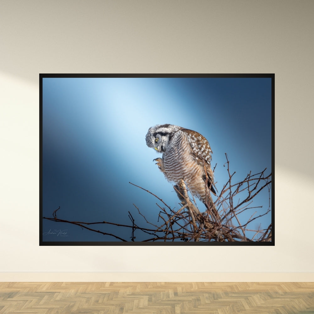 Northern Hawk Owl – Fine Art Wildlife Photography Print