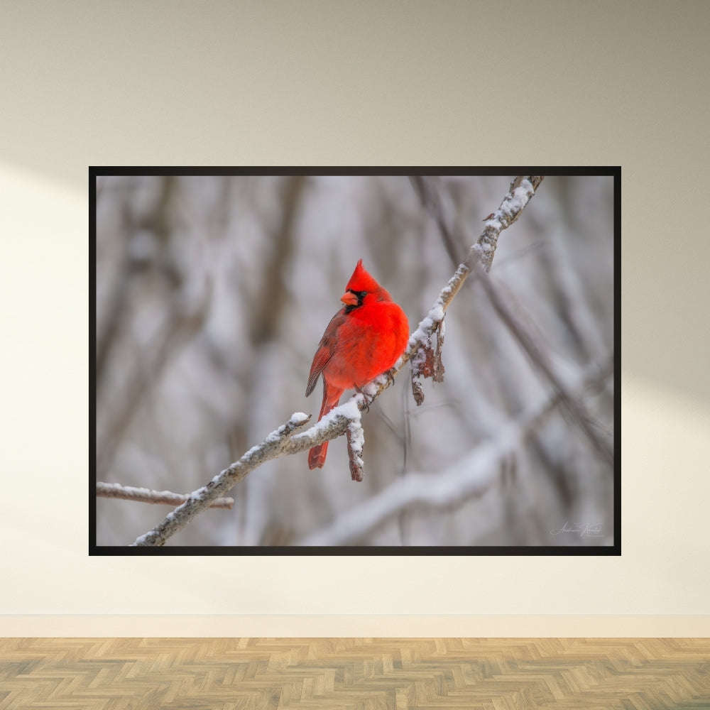 Red Cardinal on a Snowy Day – Fine Art Wildlife Photography Print