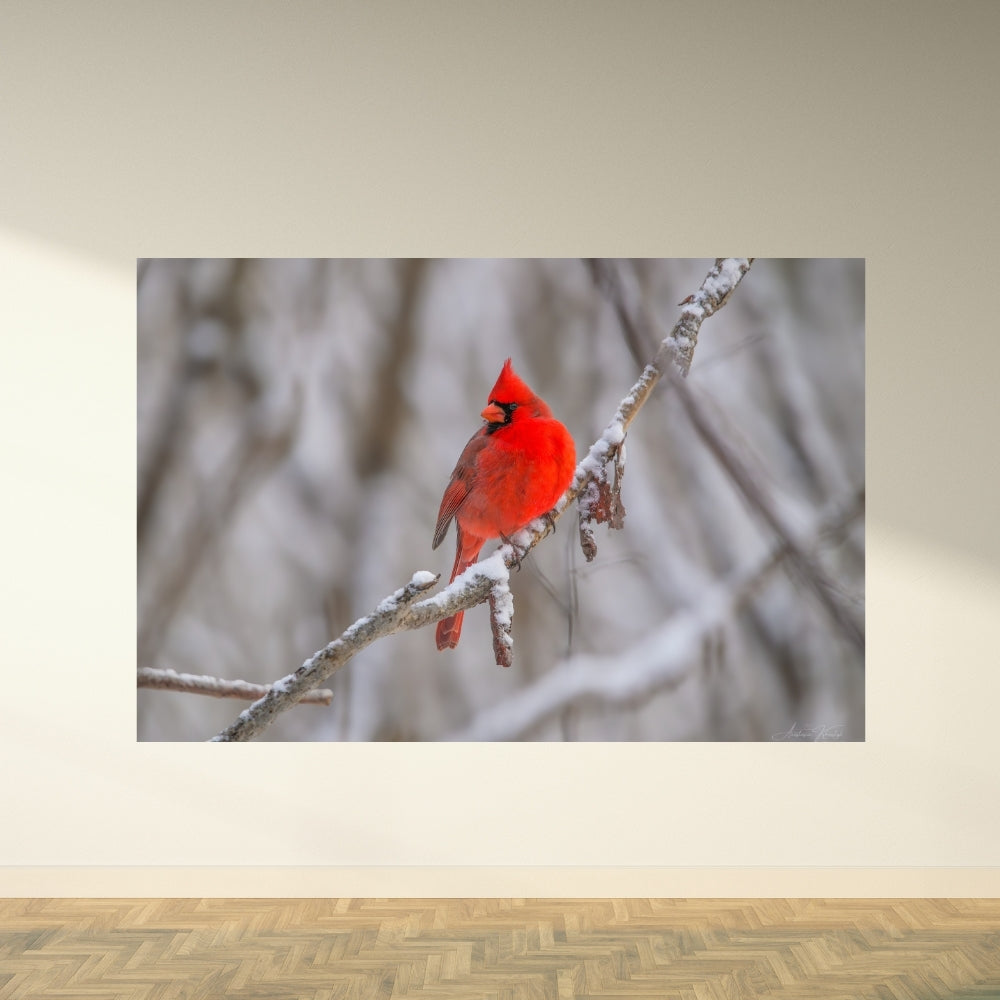 Red Cardinal on a Snowy Day – Fine Art Wildlife Photography Print