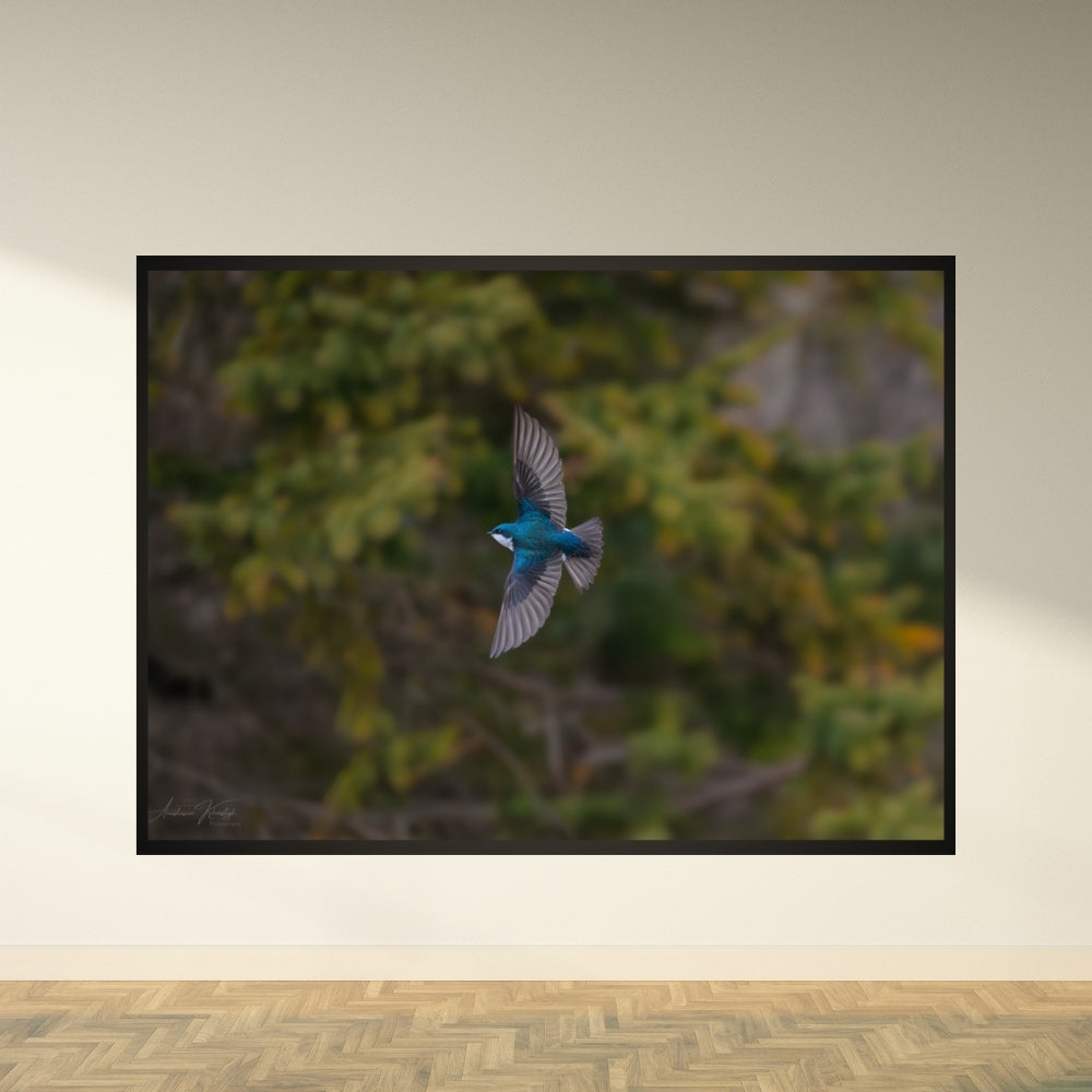 Tree Swallow  – Fine Art Wildlife Photography Print